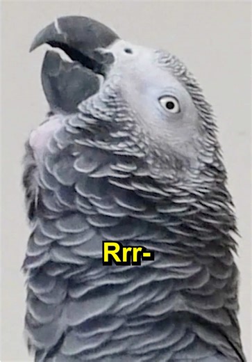 Talking African Grey Parrot on Perch