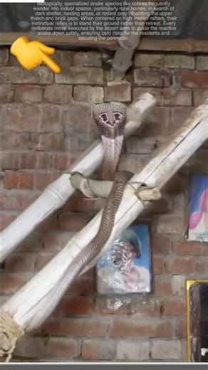 Roof Surprise: Giant Cobra Clinging to House Bamboo Beams! 🐍