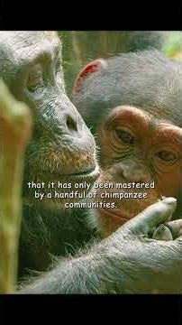 Today is the gorilla's lesson on cracking walnuts. #wildlife #animals #shorts