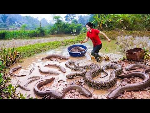 Giant Pythons Invade Wild Fish Pond | The Rescue Turned into a Terrifying Fight for Survival!