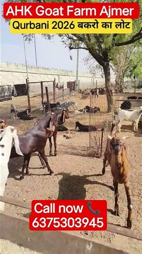 कुर्बानी 2026 बकरे ही बकरे @How to start goat/farming @India's largest goat/farming #goat #qurbani