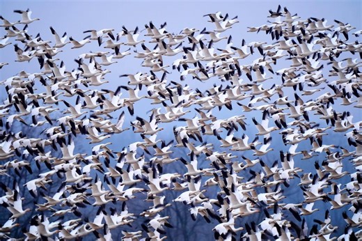 Snow geese create mesmerizing bird tornado as they take off for the Arctic