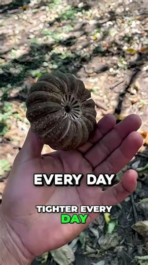 This Exploding Tree Shoots Poisonous Darts! #shorts