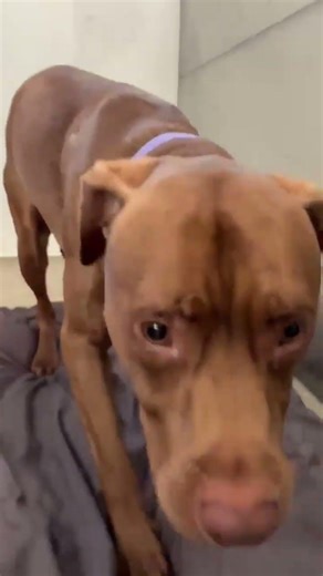 Pup Suffers With Broken Leg For Two Weeks After Being Hit By Car, Costly Amputation... [STORY BELOW]