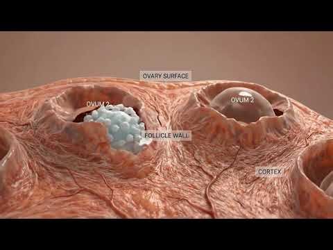 How a Human is Made: The Incredible Journey from Egg to Baby| Bio Anatomy Art | Gut Health