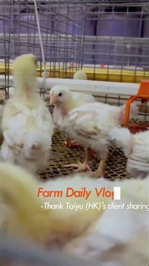 Broiler Farm Ventilation And Temperature Management | Broiler Chicken Cage