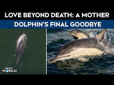 Dolphin Video | Video: Mother Dolphin Refuses To Let Dead Newborn Sink, Carries It For Days