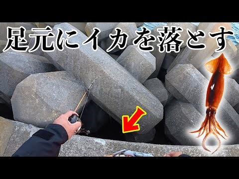 青森の堤防の足元が高級魚パラダイスだった！