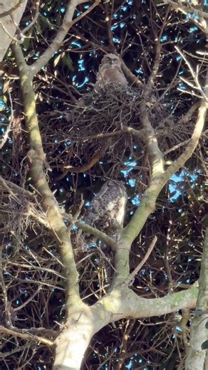 Great Horned Owls have taken up residence in Cemetery Memorial Park! 🦉 #shorts #ventura