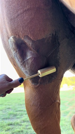 The large single roller! #HET #HealthyEquineTherapy #Equiscope