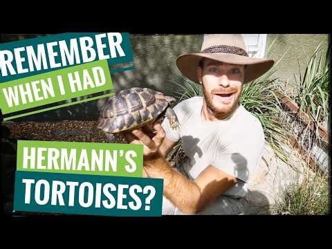 Hermann's Tortoise are a perfect start pet!