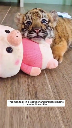 He Took In a Lost Tiger and Changed Its Life.
