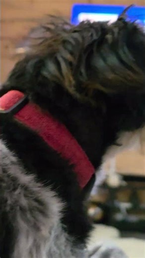 Ember is climbing the kitchen Mountain 😳