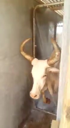 How does a motorized spray race work. A sprayrace is the modern version of the cattle dip. It is made of a network of pipes, through which the acaricide solution flows. This liquid is pushed at high pressure through the pipe system using a water pump. Exit points are 2/32 nozzles strategically placed to ensure the solution reaches out to the animal from all directions. The acaricide solution is then recycled back to the storage tank for future spraying. Sprayraces saves alot of time as they can 