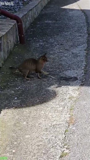 Funny Cats 2025 🐕 funny cats fighting 🐱 # Part 3572