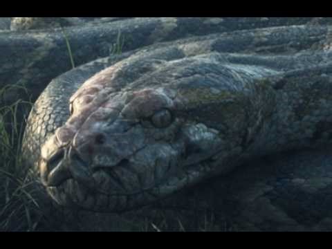 Could a 20FT Python Be Hiding in Florida Right Now?
