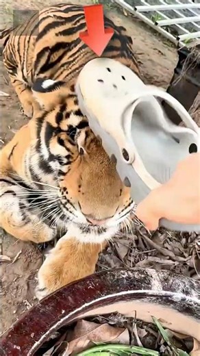 Why Are Tigers So Intelligent