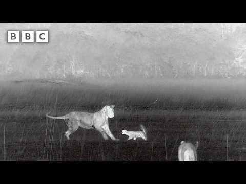 Lion cubs vs honey badger | Big Cats 24/7 Series 2 – BBC