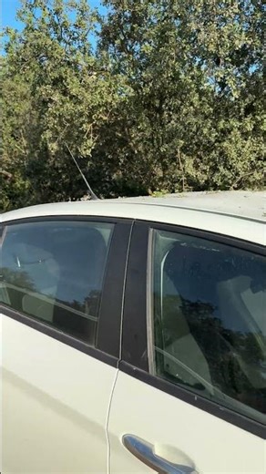 Goats Crush Sedan Roof While Standing on the Car