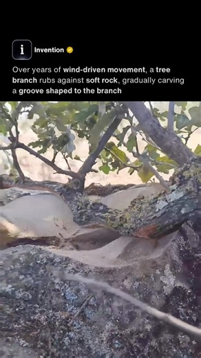 Branch Carves Stone 🌳