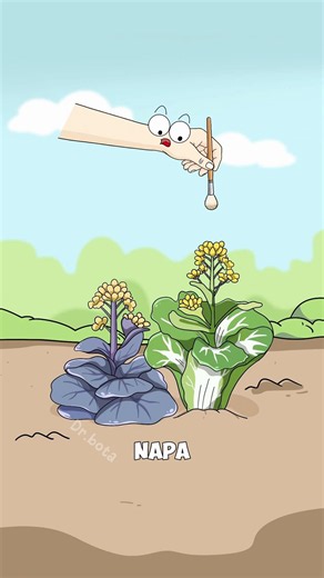 How Purple Napa Cabbage Is Made
