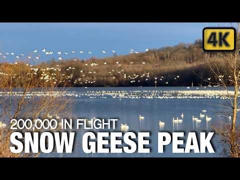 🇺🇸 Peak Migration Season Brings 200,000 Geese | You Won't Believe This! 🦢Pennsylvania (4K)
