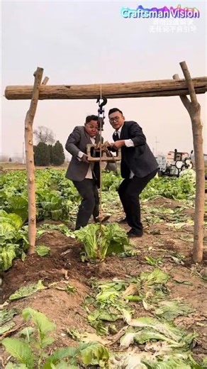 Rural artistic act:Pulling cabbages out of the field with wooden lifting frames