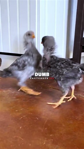 Joe Rogan EXPOSE Chickens