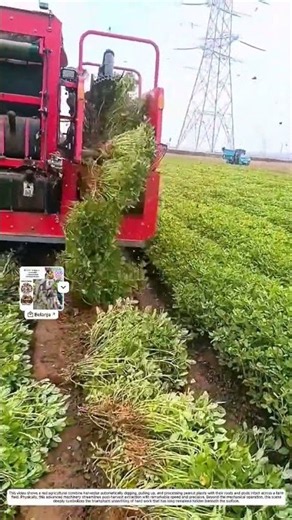 Automatic Peanut Puller: How Advanced Tech Processes Abundant Harvests