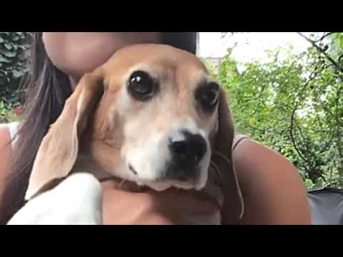 Lab beagle touches grass for first time