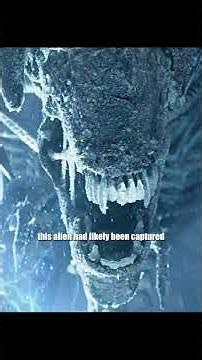 Aliens vs Predator Who Wins the Ultimate Battle