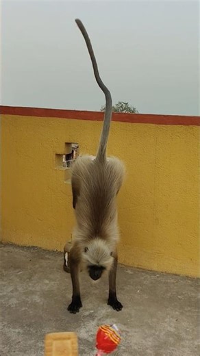 Curious Langur Standing Near Wall Looking for Biscuits 👀🐒