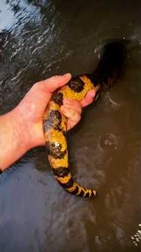 Looking for a giant anaconda￼! #wildlife#amazonriver#reptiles#animals#nature#colombia#peru#shorts