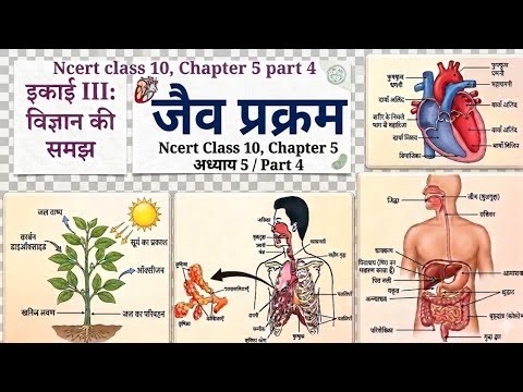 जैव प्रक्रम | class 10 science chapter 5 new ncert book se full chapter/ part 4