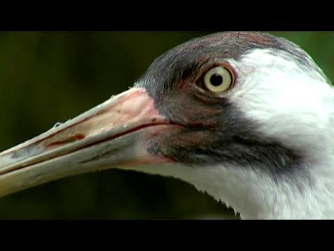 Wild Tech: How Cutting-Edge Technology Is Saving Endangered Species
