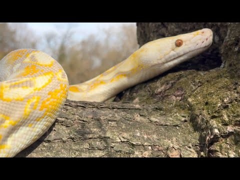 My Pet Reticulated Python!