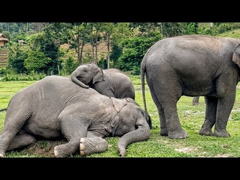 Pure Cuteness: Baby Elephant Climbs All Over Mama!