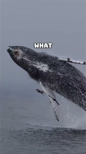 What happens when a whale dies on the ocean floor? #ocean #nature