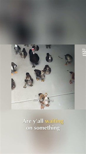 Banjo Music Stuns Dog & Ducks Into Silence! #shorts