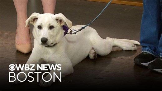 Looking for a calm puppy? Shasta Fizz might be for you.