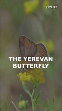What is the Yerevan butterfly, the logo for COP17?