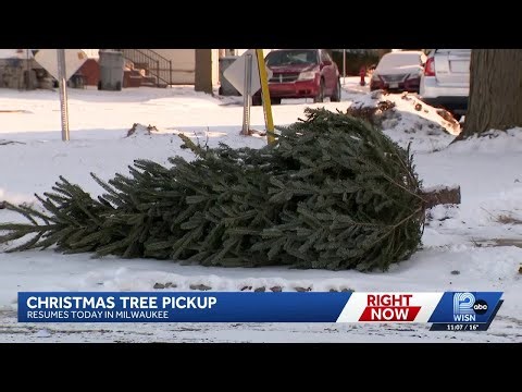 Milwaukee residents begin taking down Christmas decorations as tree collection resumes
