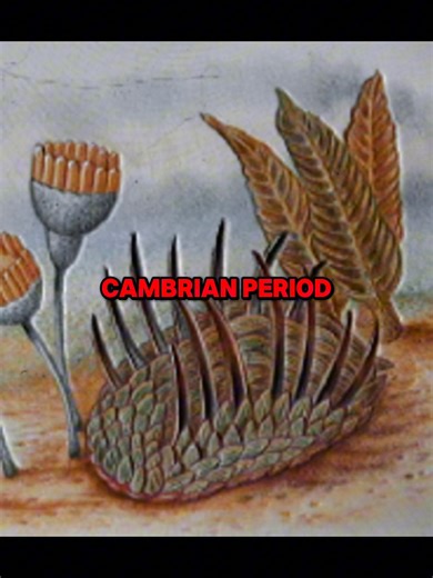 The period of time when aliens roamed the earth… #prehistoric #cambrian