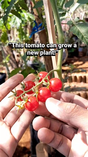 Grow Cherry Tomatoes From a Ripe Tomato 🌱🍅#gardeningtips