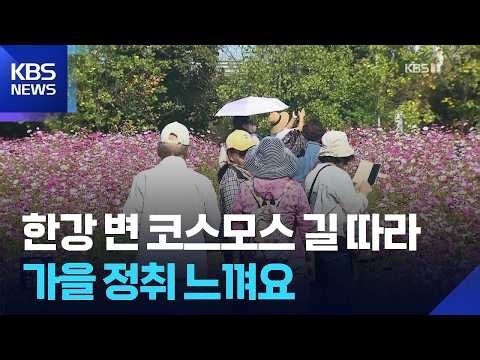 ‘꽃멍’하러 구리로 ‘온’-코스모스, 도시를 물들이다 / KBS  2026.10.10.