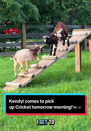 @Kendyl comes to pick up Cricket tomorrow morning!🐐🦗 | katie van slyke