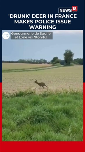 WATCH: 'Drunk' Deer In France Makes Police Issue Warning | France Video | #shorts N18S