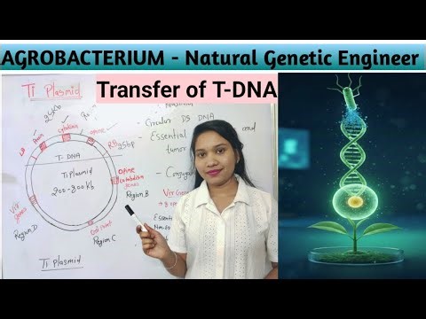 Agrobacterium - Natural Genetic Engineer | agrobacterium meditate gene transfer | Transfer of T DNA