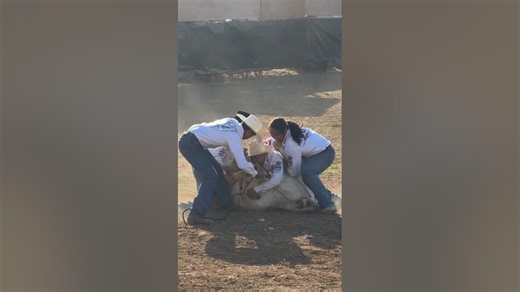 Ultimate Rodeo Showdown 🤠🔥 | Bulls, Ropes & Adrenaline!