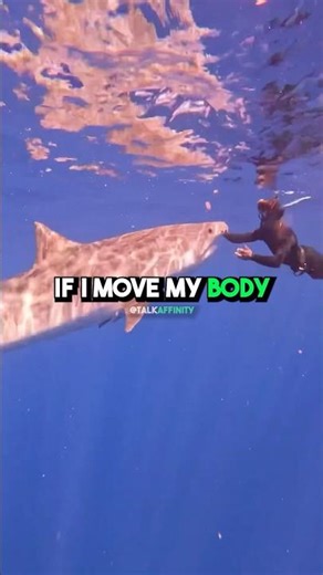 Why Orcas Are The Ocean’s APEX Predator